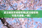 武汉樱花吹成樱花雨(武汉樱花吸引四方游客,一群)